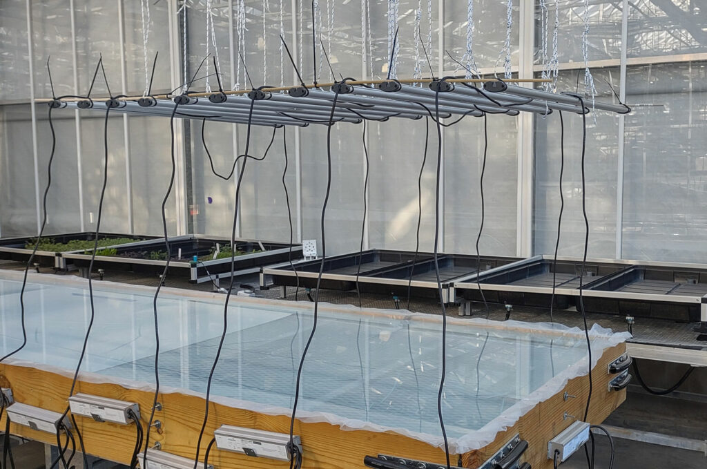Commercial cannabis greenhouse with LED grow lights and advanced cultivation setup.
