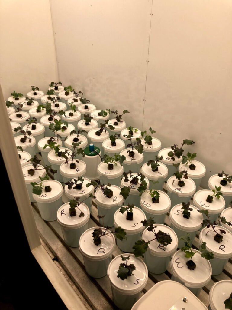 White containers with cannabis seedlings under LED grow lights in a lab setting.