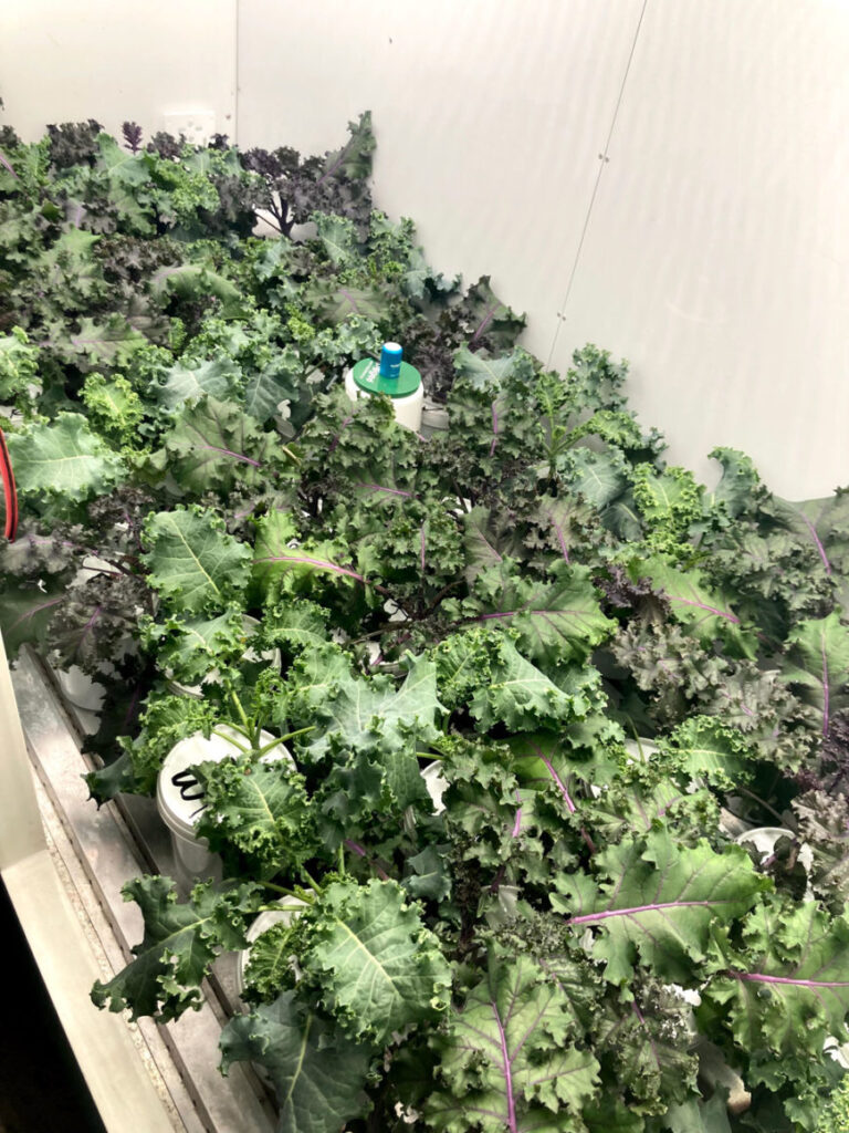 1. Cannabis plants thriving under LED grow lights for commercial cannabis cultivation 2. Lush cannabis canopy beneath advanced LED grow lights for cannabis cultivation 3. Indoor cannabis plants grown with cutting-edge cannabis lighting technology 4. Dense marijuana plants flourishing with commercial LED cannabis lighting systems 5. Healthy indoor cannabis from innovative LED grow lights and hydroponics.