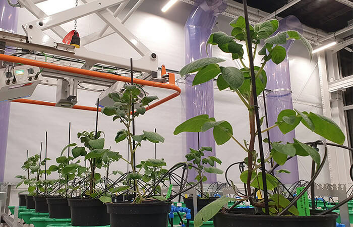 Cannabis plants under LED grow lights for commercial cannabis cultivation science.