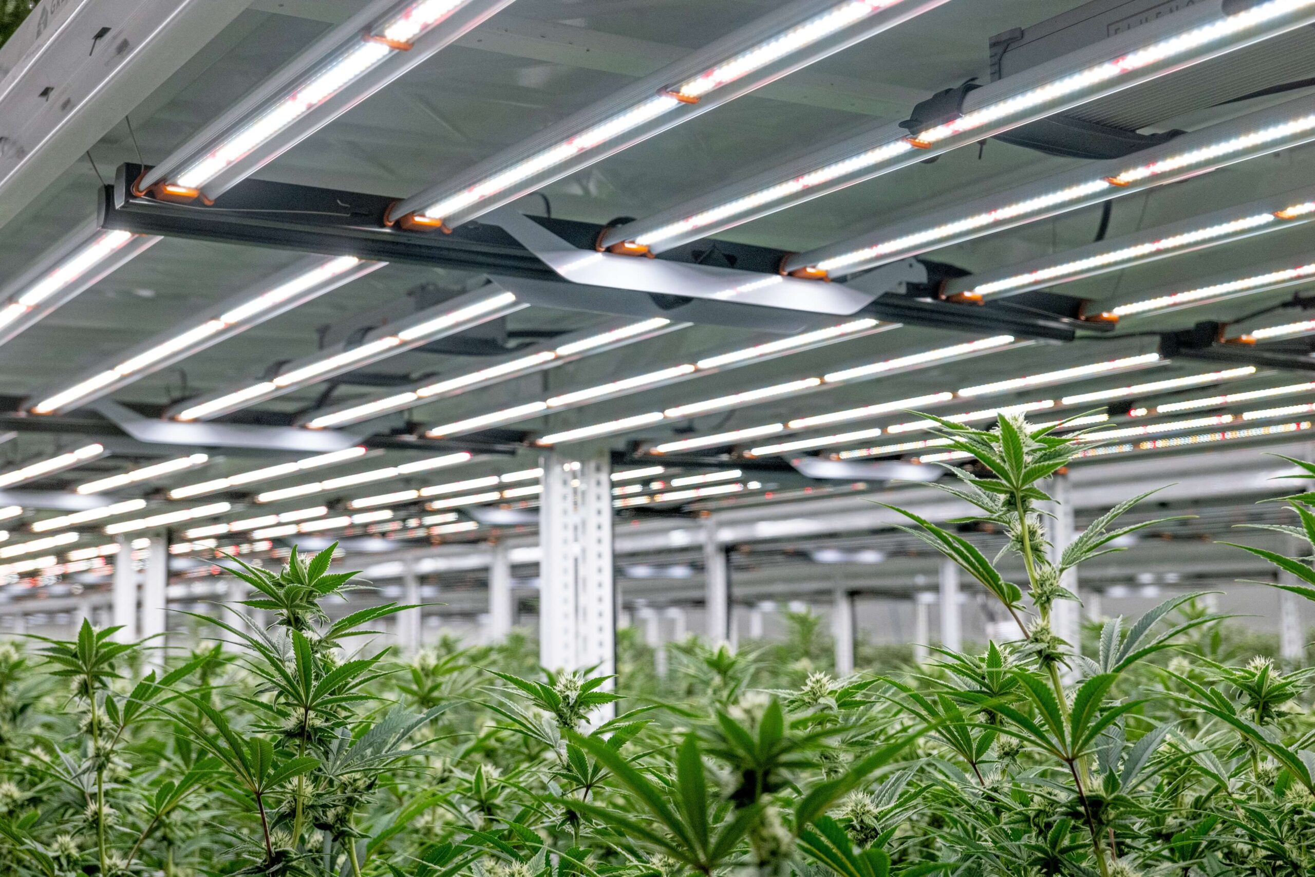 LED grow lights for indoor cannabis cultivation by Fluence, Austin-based LED lighting solutions, optimizing crop production in controlled environments.