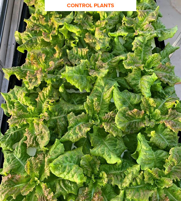 Hydroponic lettuce under LED grow lights for cannabis; commercial cultivation setup.