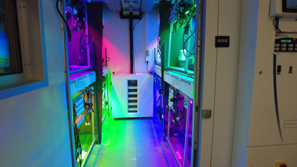 A server room with racks lit by LED grow lights for commercial cannabis cultivation.