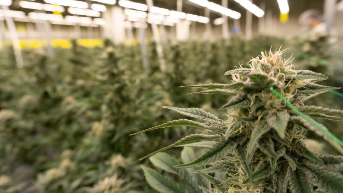 Close-up of cannabis under LED grow lights for cannabis in commercial cultivation.