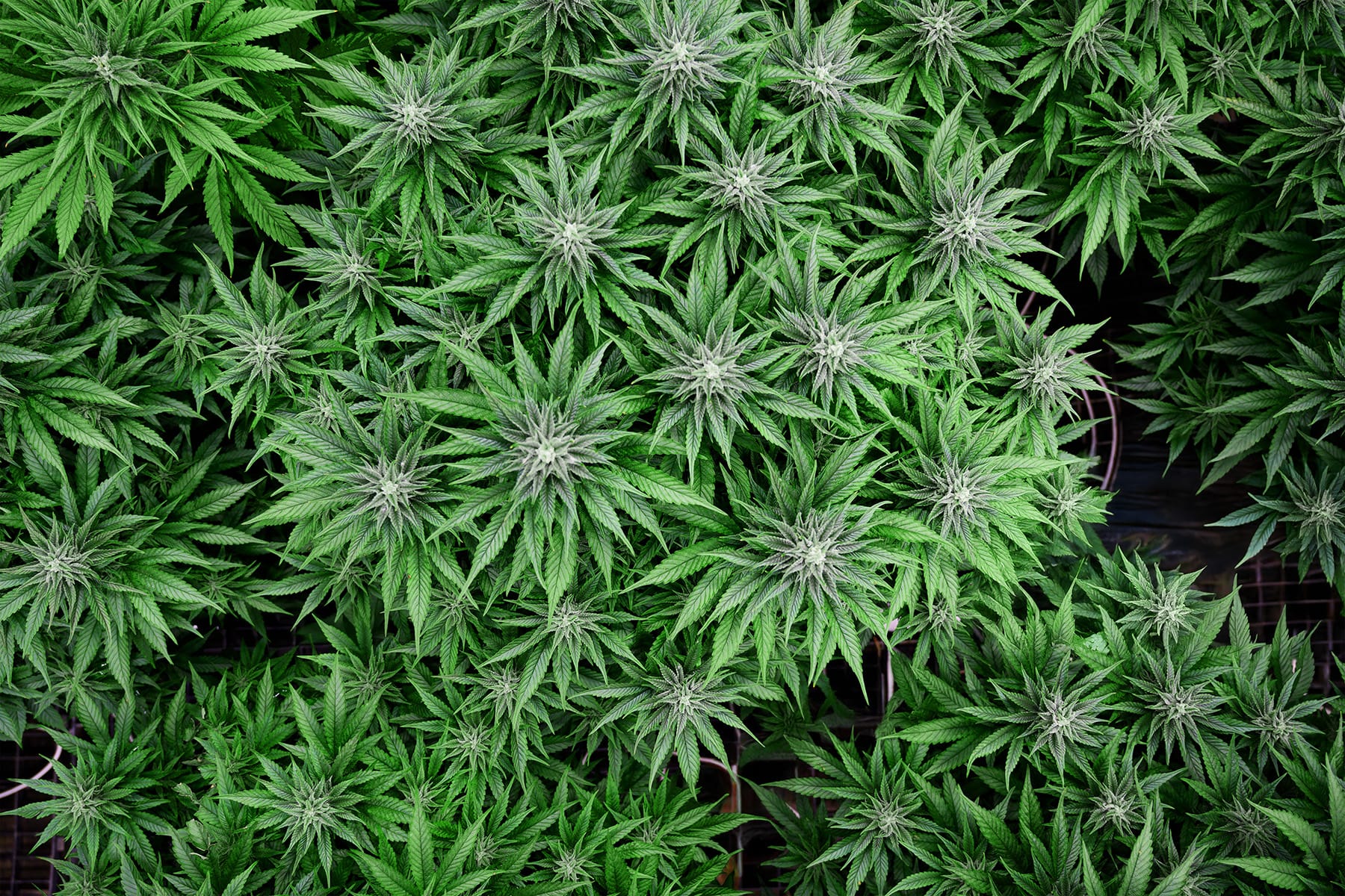 Top view of lush green cannabis plants with pointed leaves under Fluence LED grow lights, enhancing crop production for controlled environment agriculture in Austin, Texas.