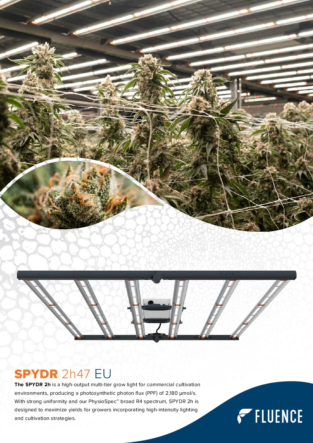 Commercial cannabis cultivation with SPYDR LED grow lights for cannabis lighting technology.