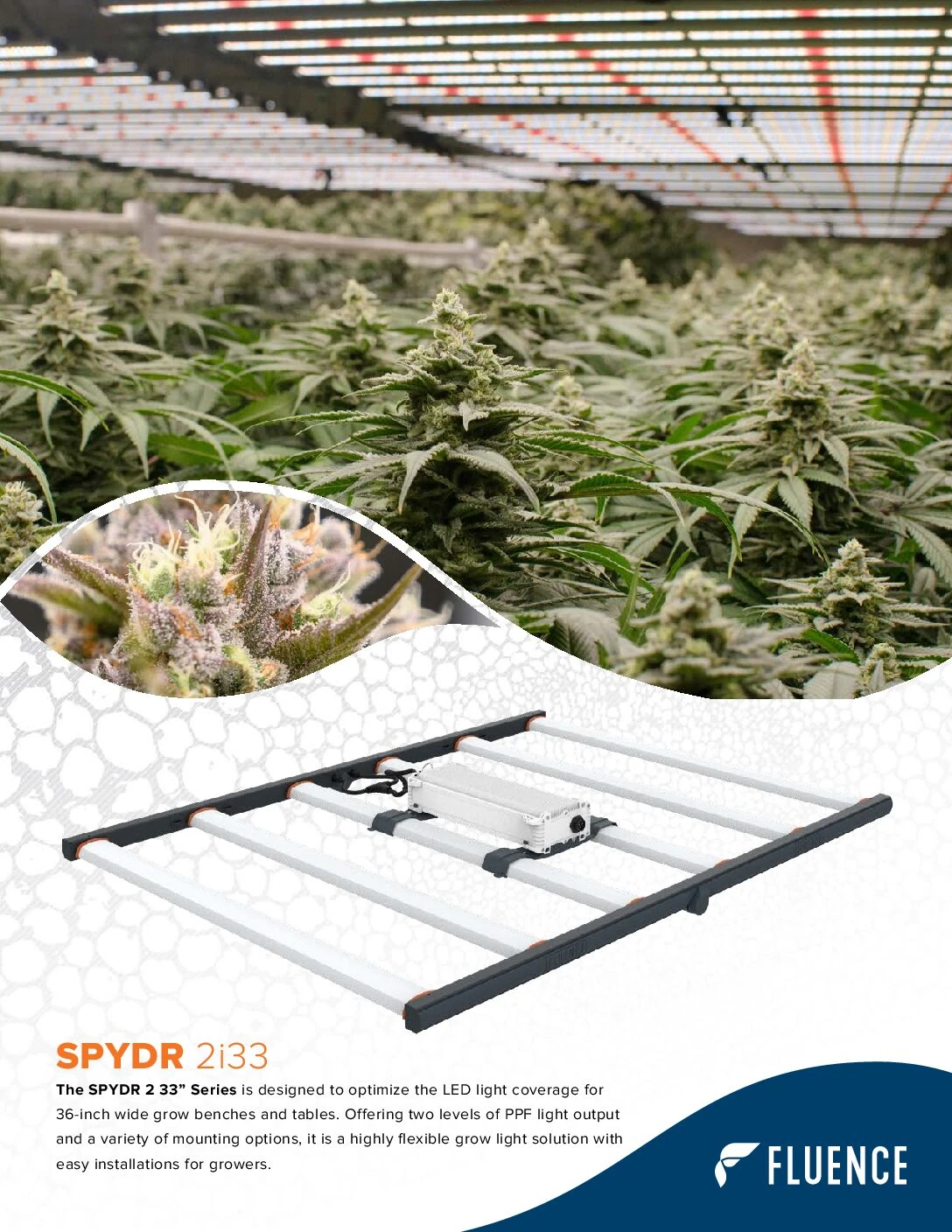 LED grow lights for cannabis above indoor plants; Fluence cannabis lighting tech.