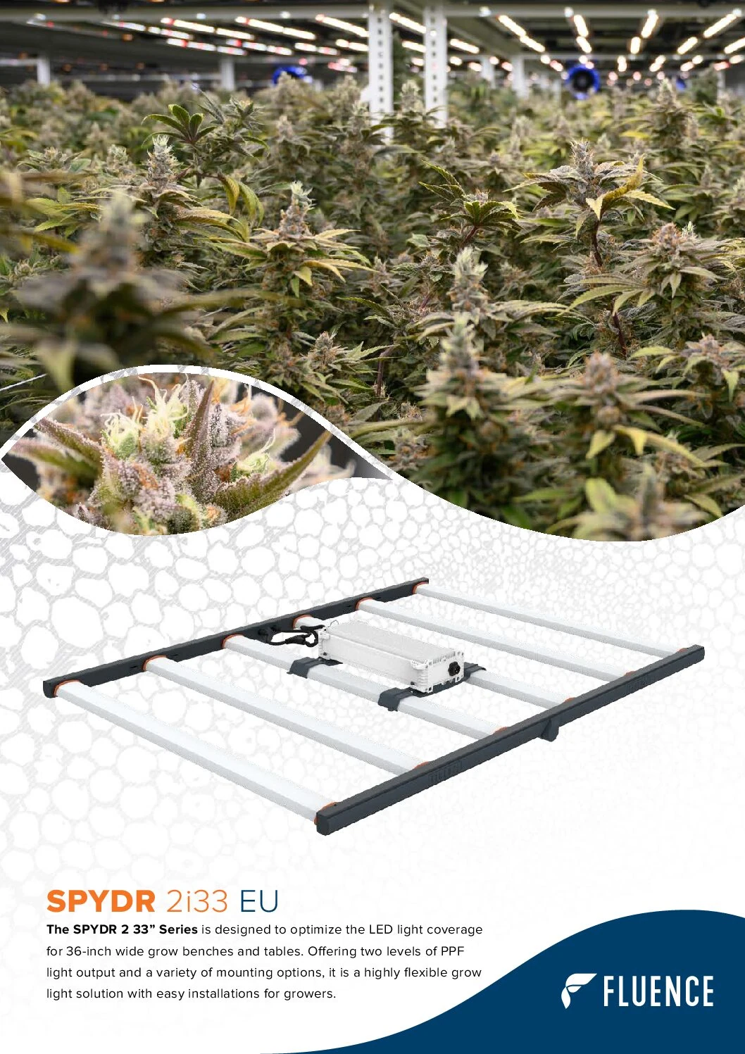 Commercial LED grow lights for cannabis above dense flowering indoor plants.