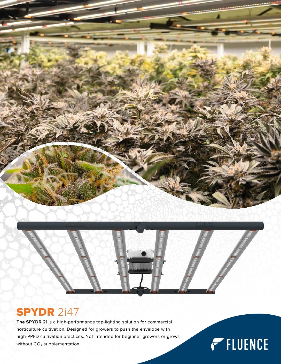 Commercial LED grow light for cannabis with close-up of indoor cannabis plants.
