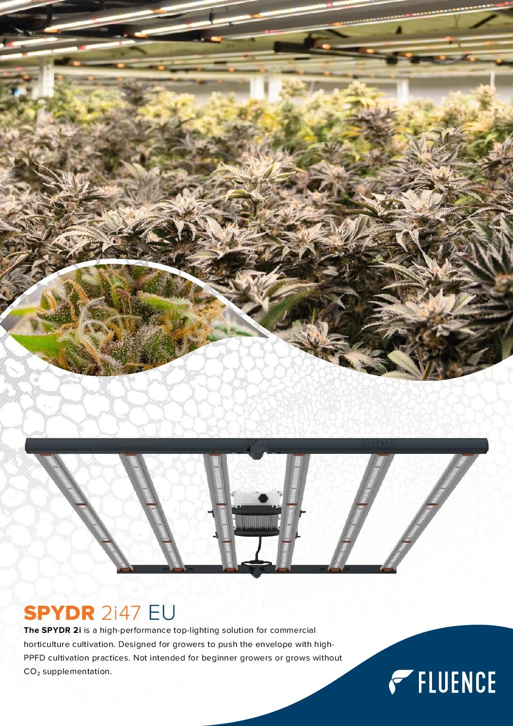 Commercial cannabis cultivation with SPYDR 2i LED grow lights for cannabis.