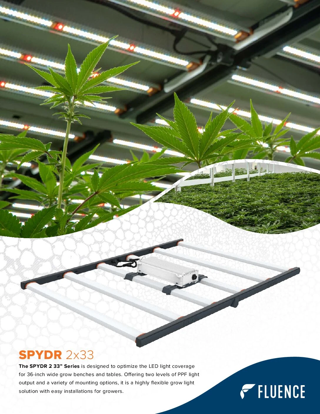 LED grow lights for cannabis illuminate plants in a commercial cultivation facility.