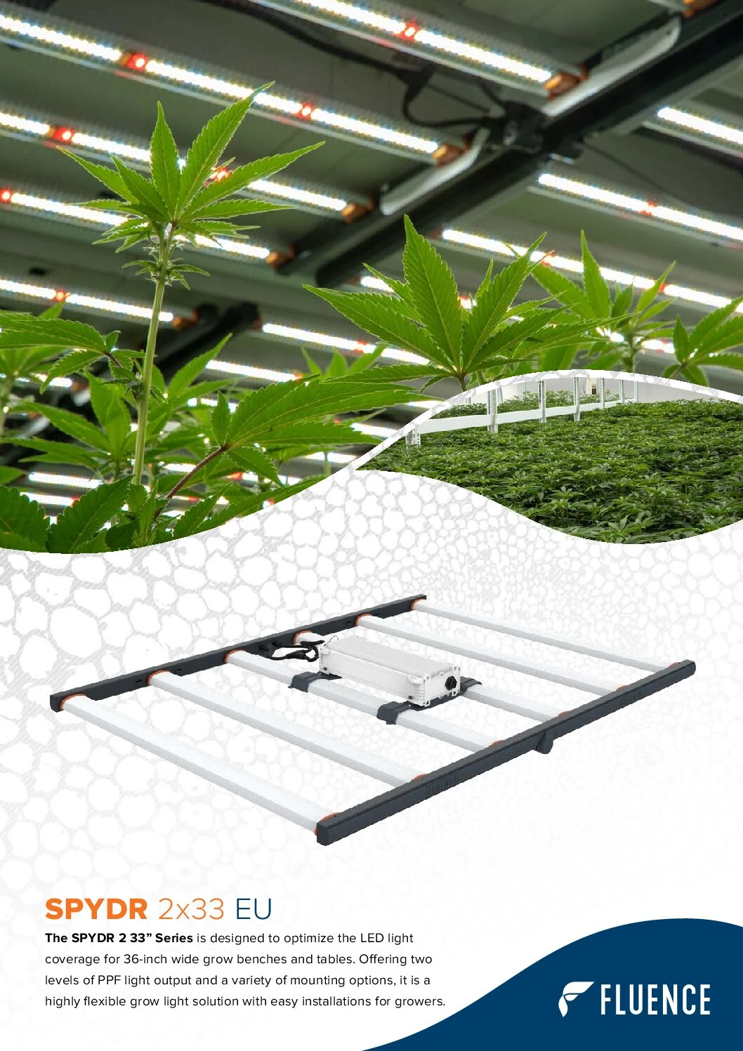 LED grow lights for cannabis in commercial cultivation with SPYDR 2x33 EU fixture.