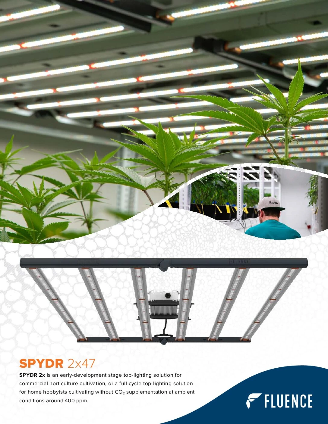 Cannabis plants in commercial cultivation under LED grow lights for cannabis. SPYDR 2x47 cannabis lighting with Fluence branding for cultivation science.