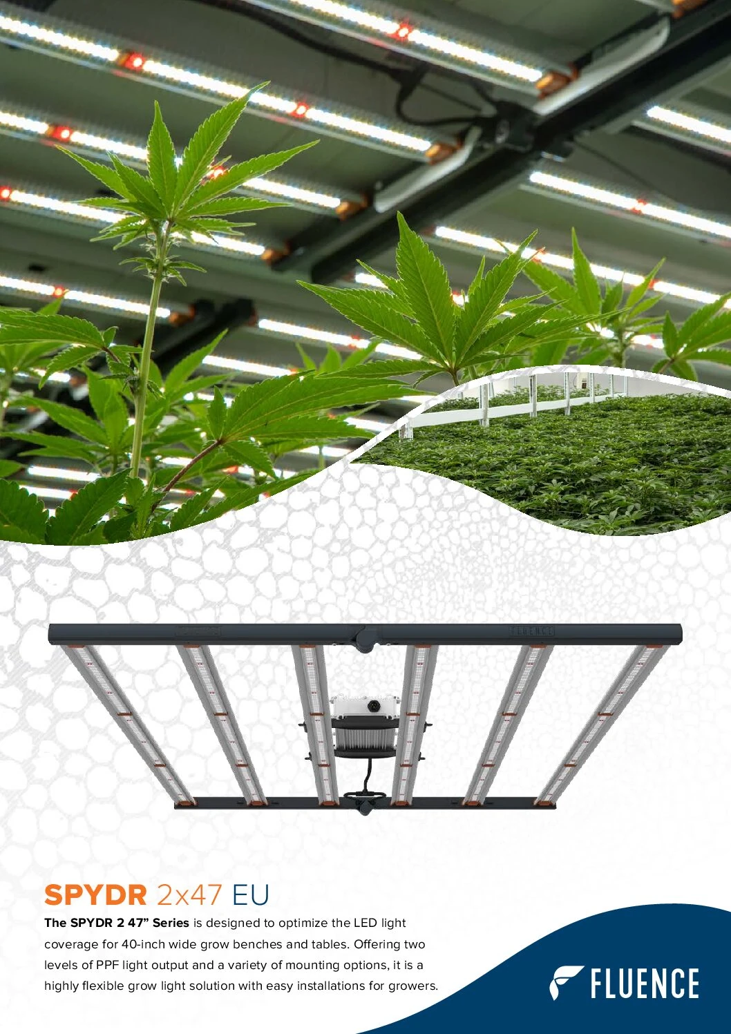 LED grow lights for cannabis in a commercial cannabis cultivation facility with Fluence SPYDR 2x47 EU fixture.