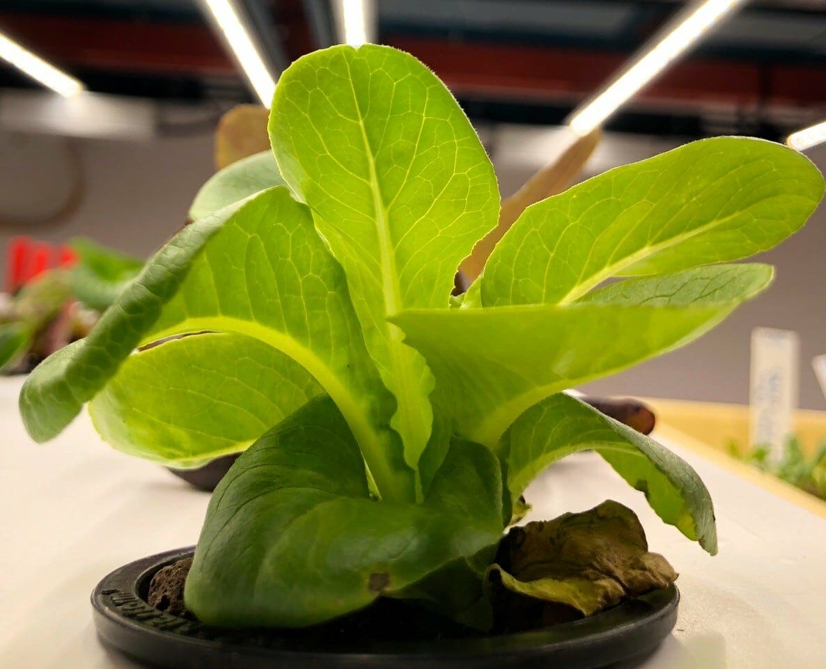 Green lettuce under LED grow lights used for commercial cannabis cultivation.