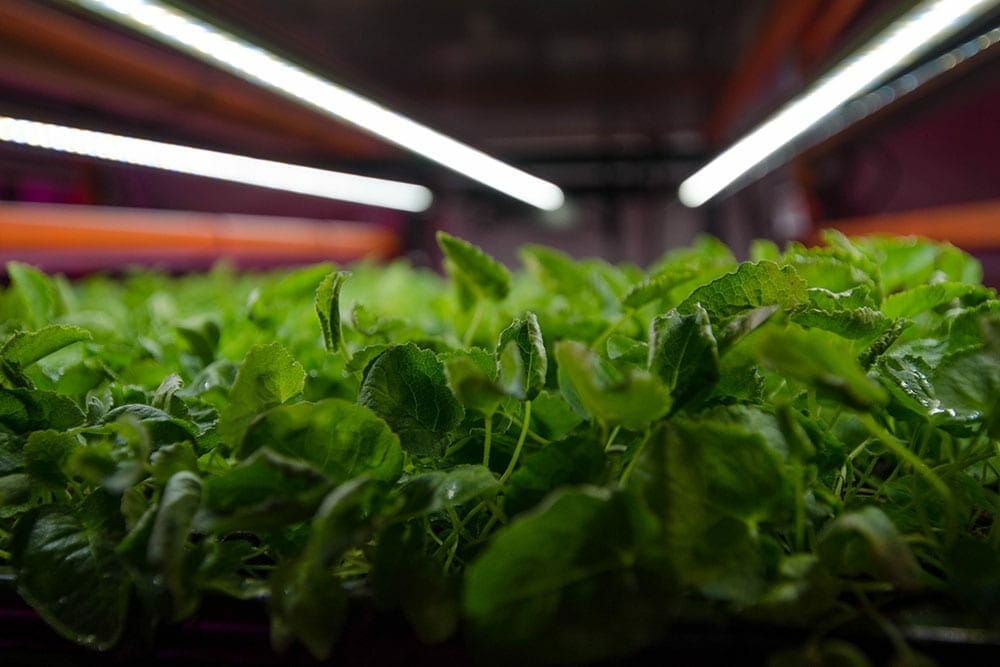 Green cannabis plants thriving under advanced LED grow lights for cultivation.