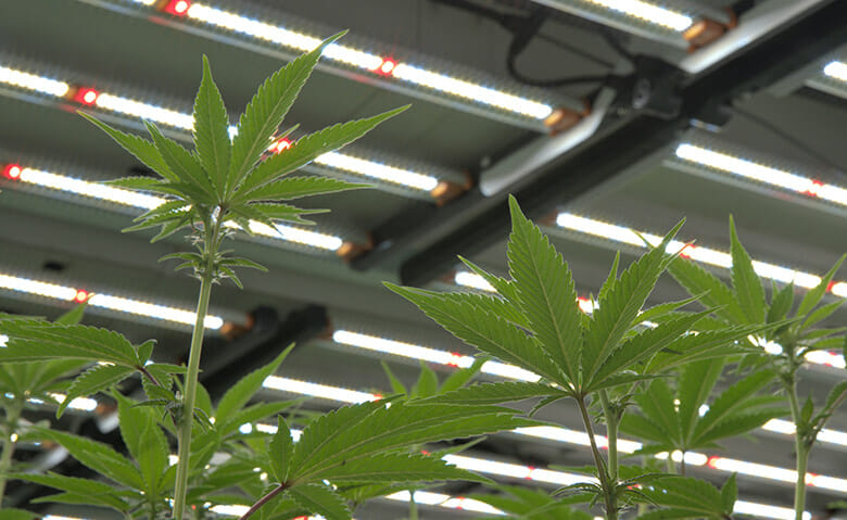 Cannabis plants thriving under commercial LED grow lights for cannabis cultivation.