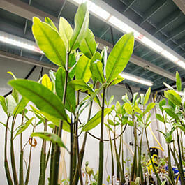 Cannabis plants thriving under LED grow lights for commercial cannabis cultivation.
