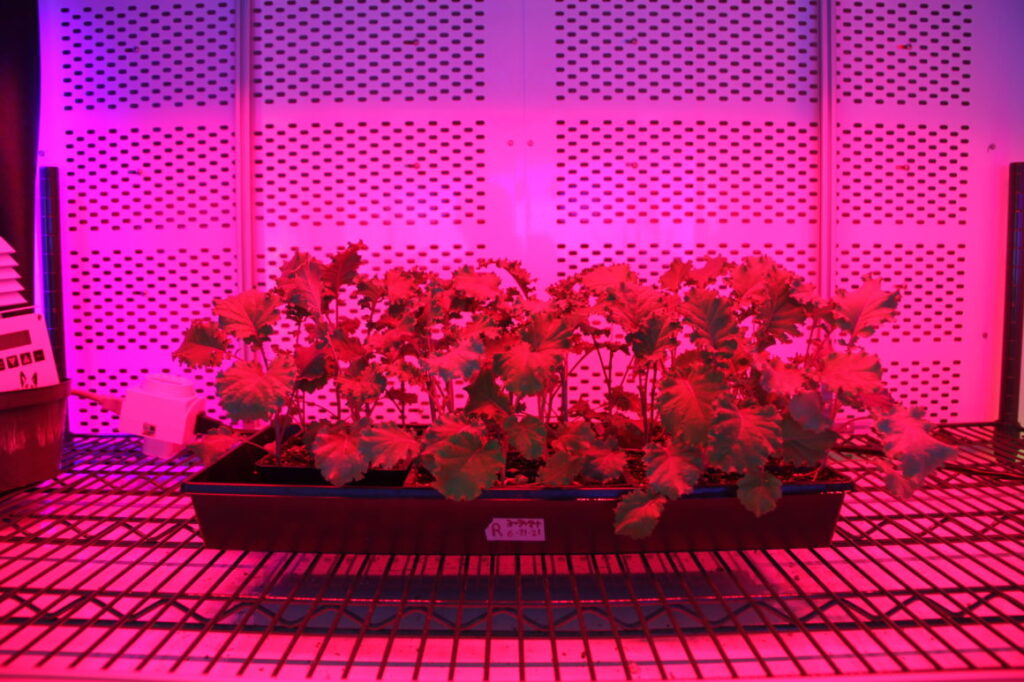 Tray of cannabis seedlings under LED grow lights for commercial cultivation.