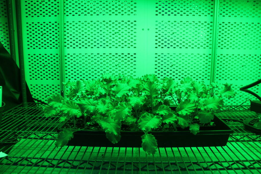 Cannabis seedlings under LED grow lights for commercial cannabis cultivation.