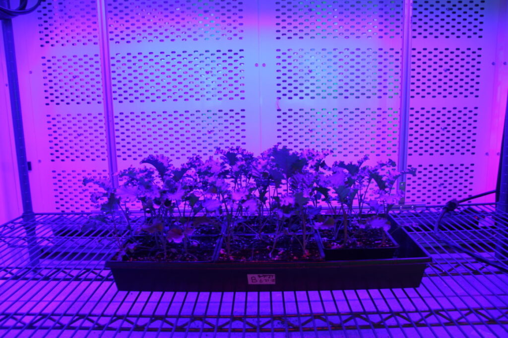 Tray of cannabis seedlings under LED grow lights for commercial cultivation.