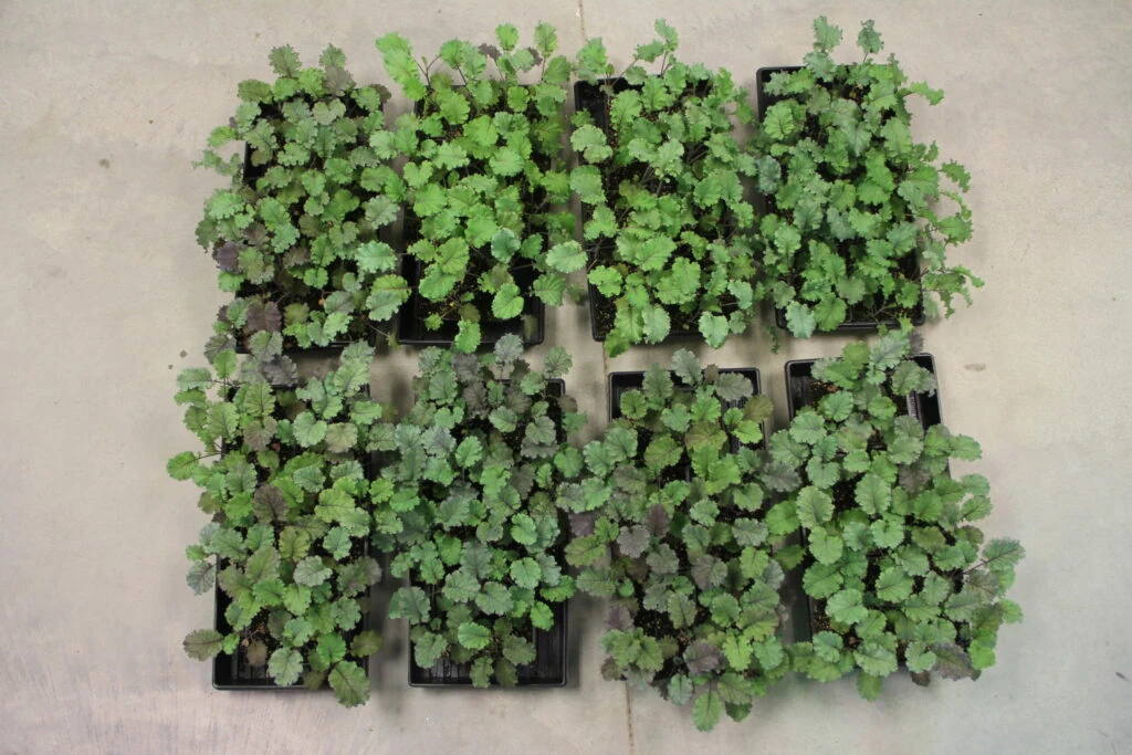 Nine trays of cannabis seedlings under LED grow lights for commercial cultivation.