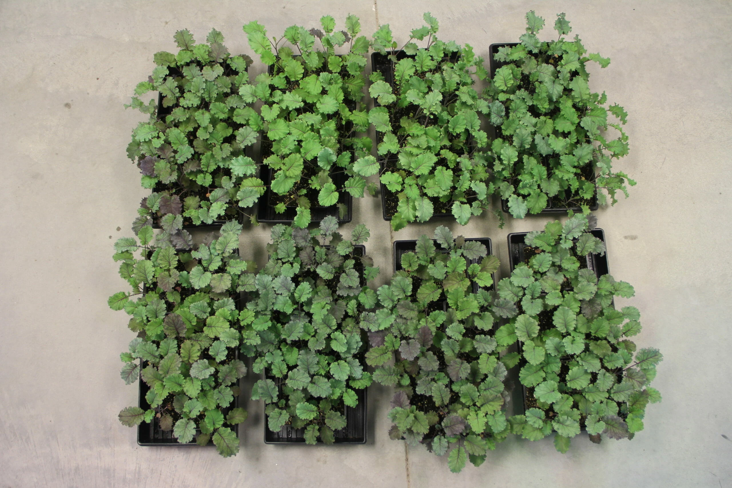 Nine trays of cannabis seedlings under LED grow lights for commercial cultivation.