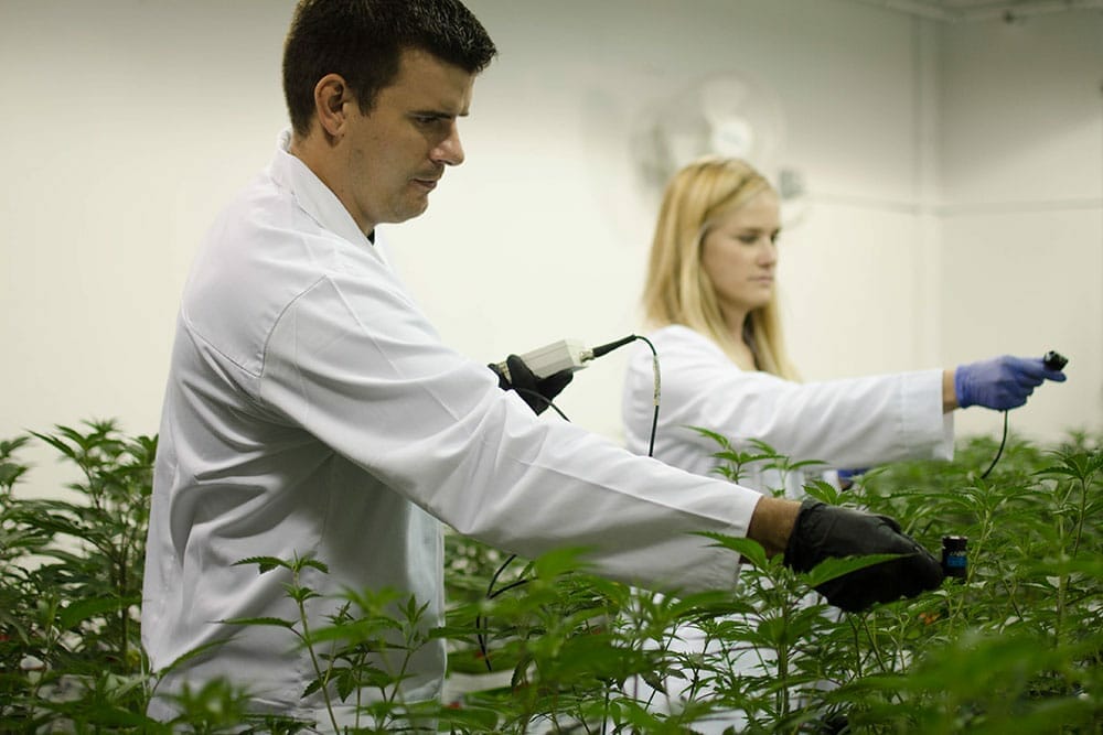 Scientists examine cannabis plants under LED grow lights in a commercial facility.