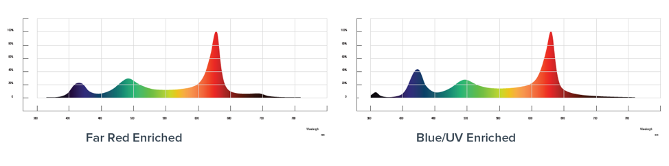Side-by-side spectral graphs compare LED grow lights for cannabis cultivation.