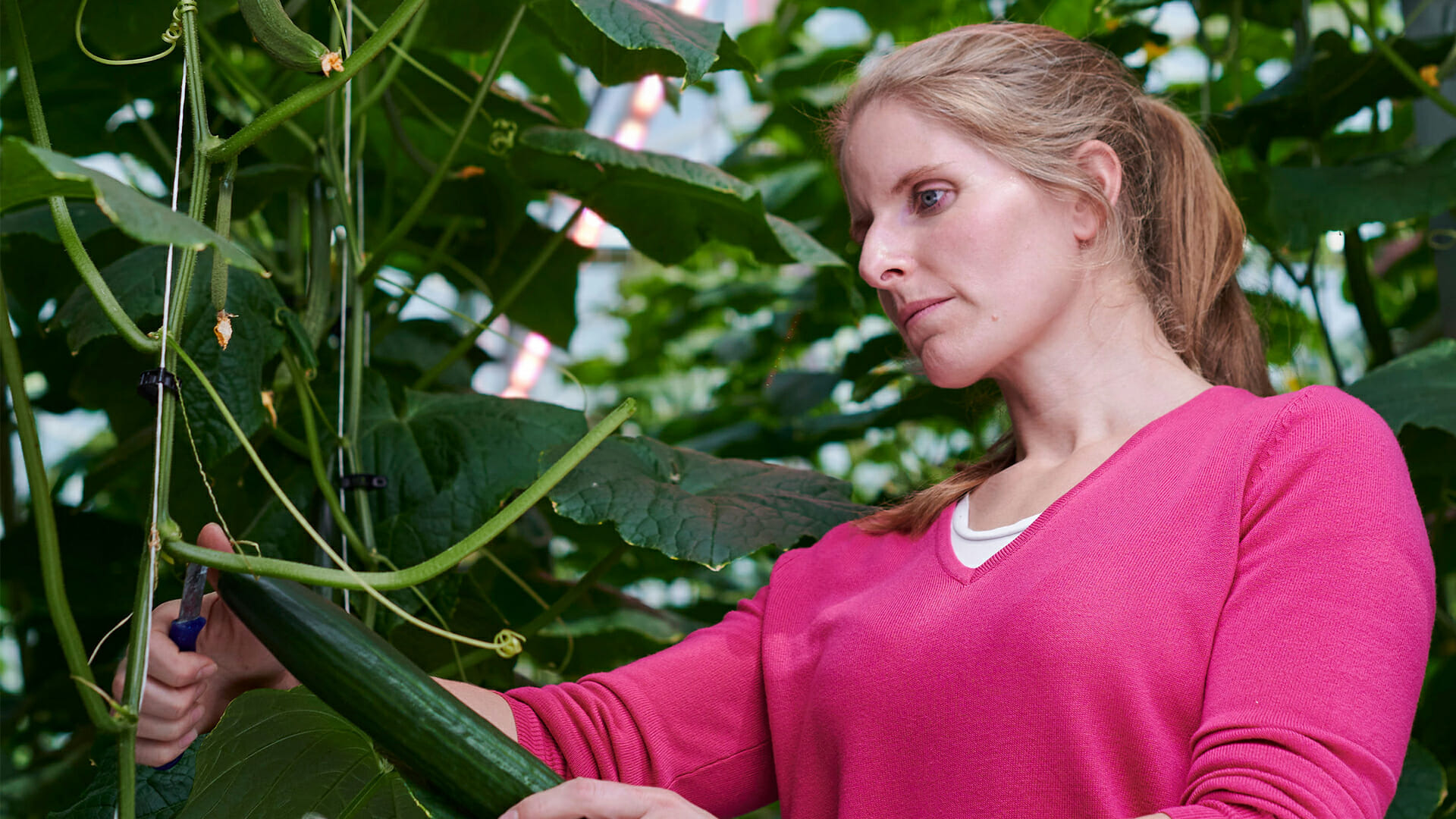 Woman inspects plants under LED grow lights for commercial cannabis cultivation.