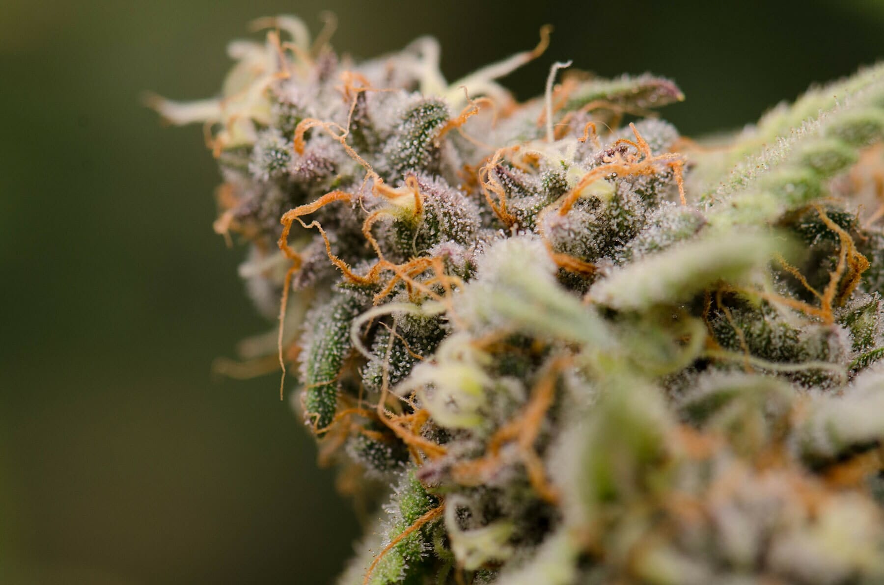 Cannabis bud under LED grow lights, showing trichomes and cannabis lighting effects.