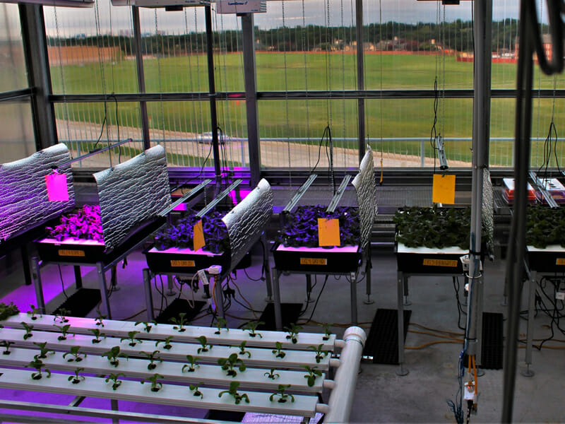 Rows of cannabis plants under LED grow lights for cannabis, in a commercial setup.