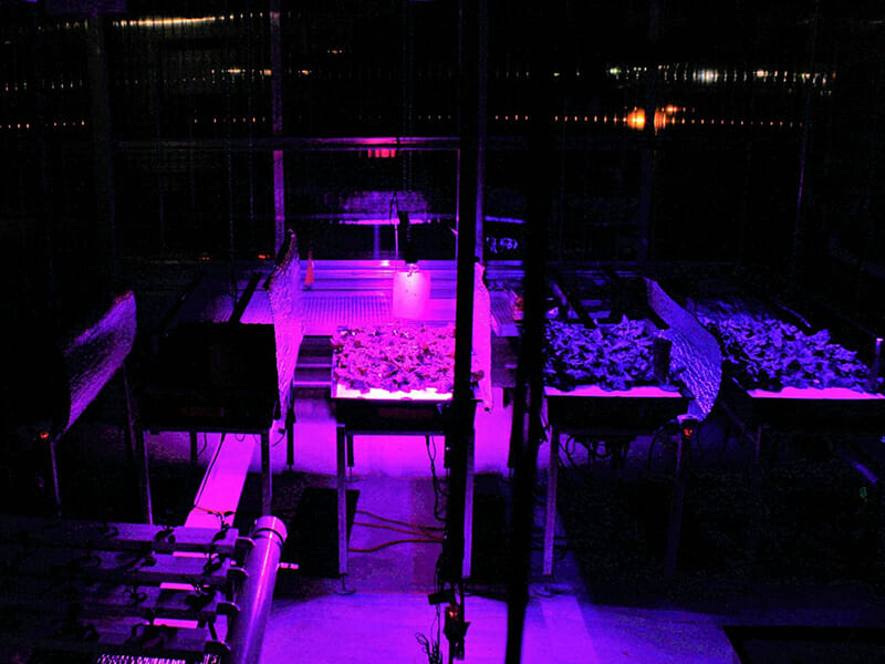 Commercial cannabis under purple LED grow lights in indoor cultivation facility.