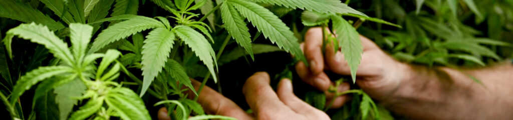 Hands inspecting healthy cannabis leaves under LED grow lights in commercial setup.