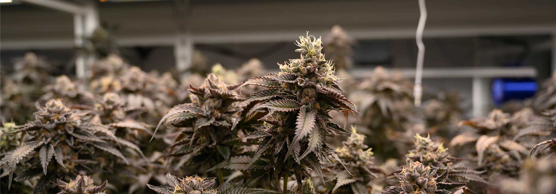 Mature cannabis plants under LED grow lights for commercial cannabis cultivation.