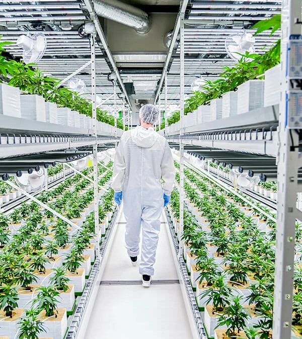 Technician walks in commercial cannabis facility under LED grow lights for cannabis.