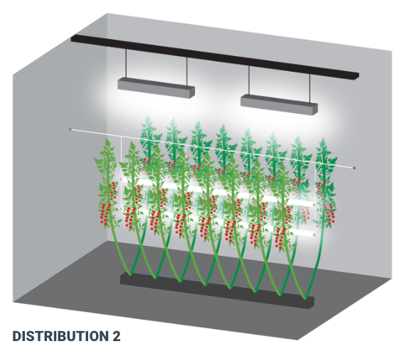 Healthy cannabis plants under LED grow lights for commercial cultivation setup.