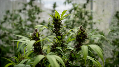 Close-up of mature cannabis buds under LED grow lights for commercial cultivation.