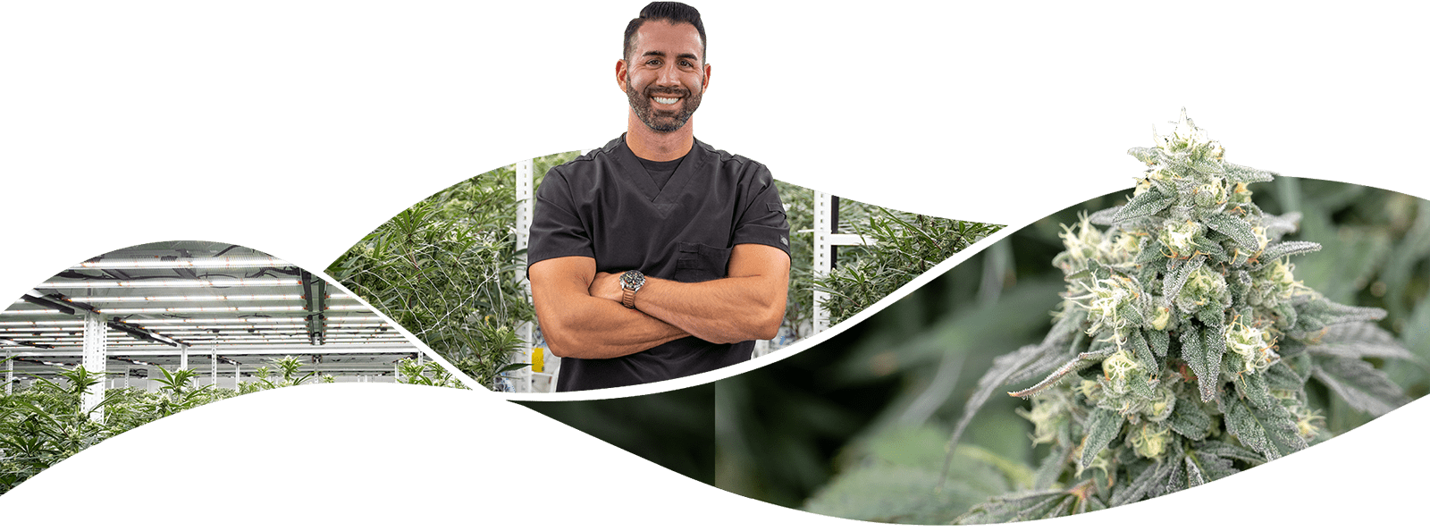 Fluence LED lighting expert in Austin standing confidently in cannabis greenhouse; close-up of thriving cannabis plant showcasing optimized crop production.