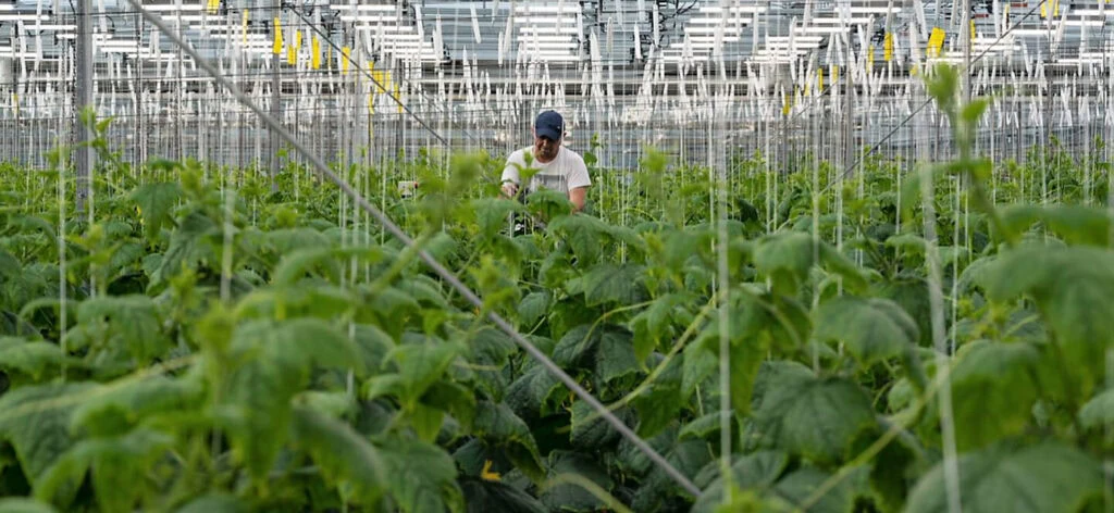 Grower tends cannabis under commercial LED grow lights in greenhouse.