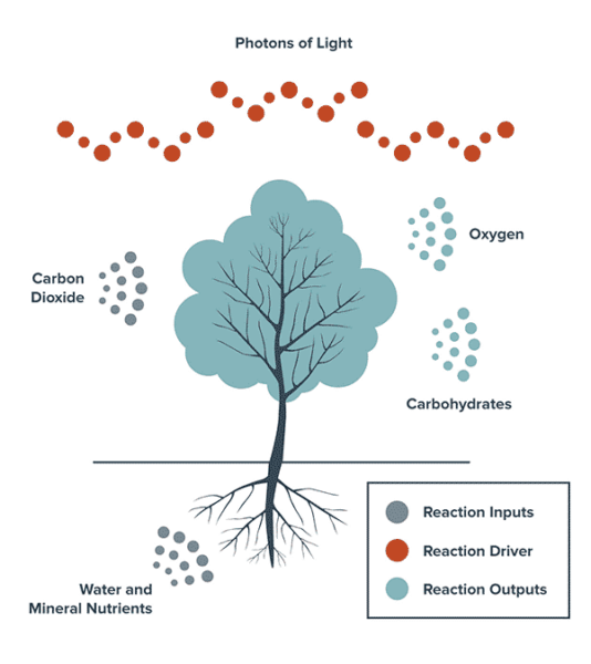Diagram showing photosynthesis in cannabis under LED grow lights for cultivation.
