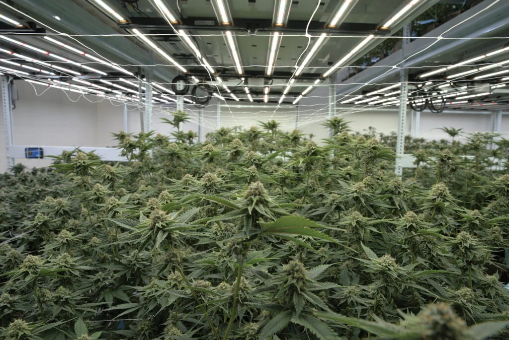 Indoor commercial cannabis cultivation under advanced LED grow lights for cannabis.