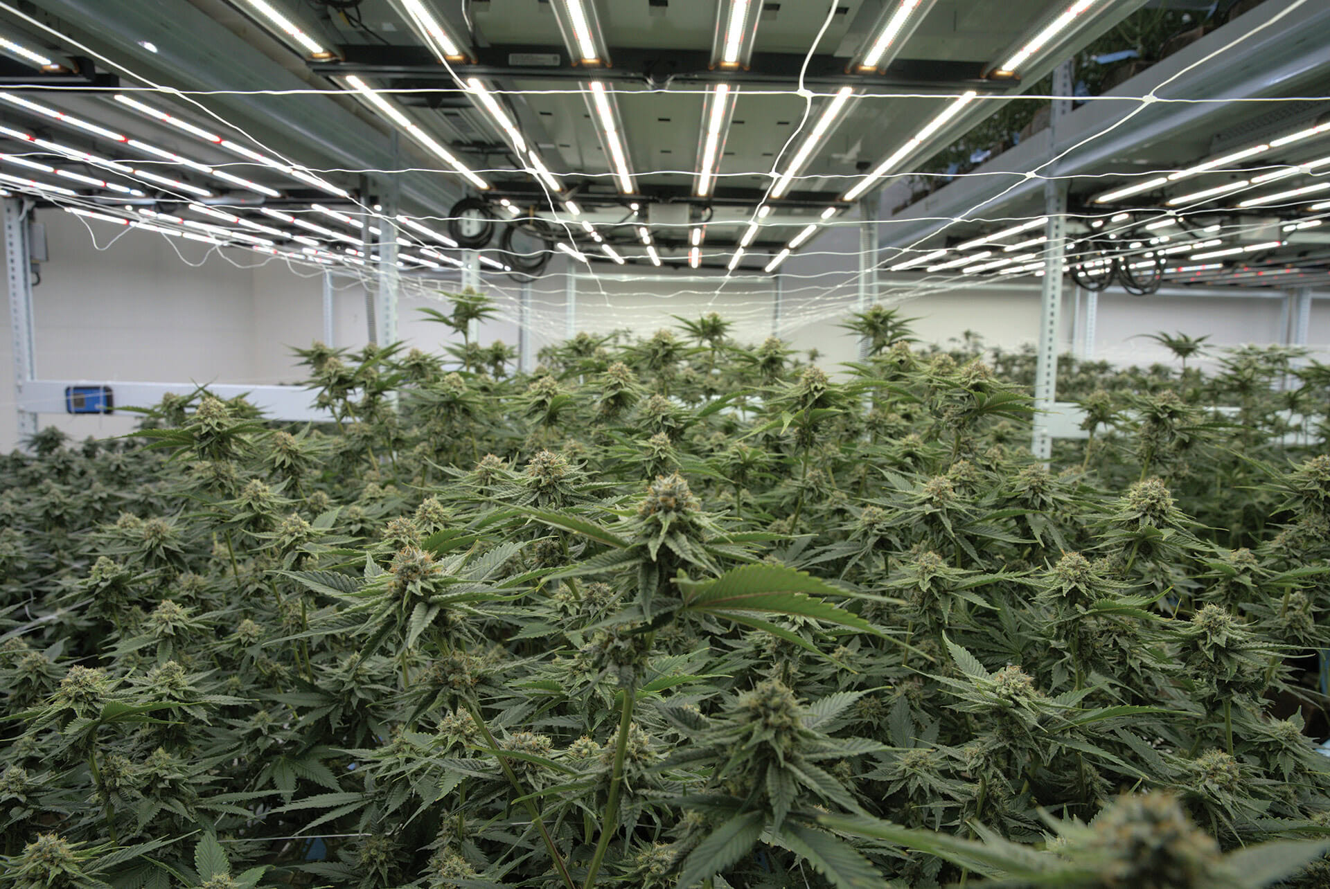 Indoor commercial cannabis cultivation under advanced LED grow lights for cannabis.