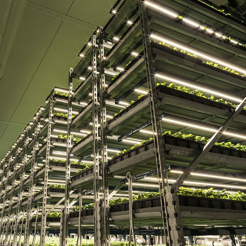 Commercial cannabis cultivation with LED grow lights and vertical shelving.