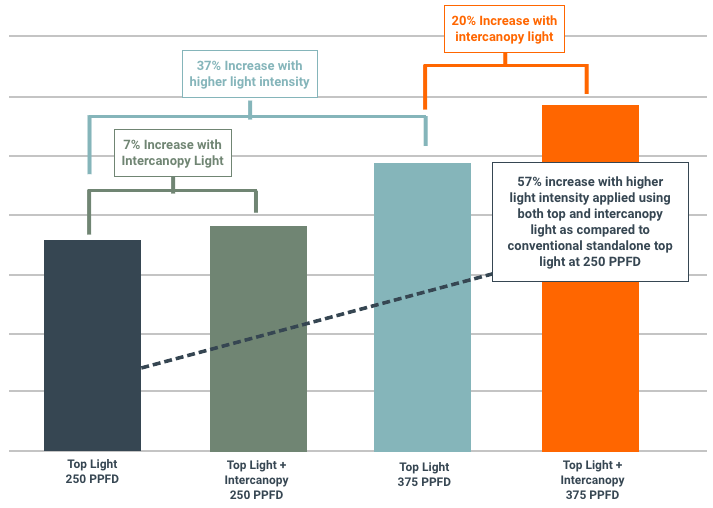 Bar chart: cannabis growth under LED grow lights, top/intercanopy setups, PPFD levels.