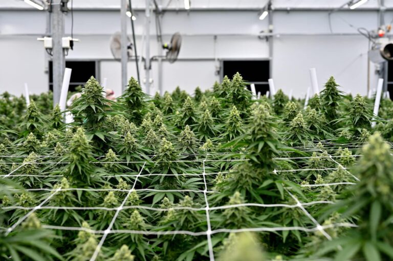 Commercial cannabis cultivation under advanced LED grow lights and trellis nets.