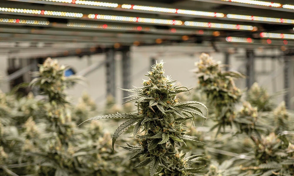 Mature cannabis plants under LED grow lights for advanced commercial cultivation.