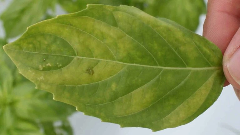 Close-up of leaf damage under LED grow lights in commercial cannabis cultivation.