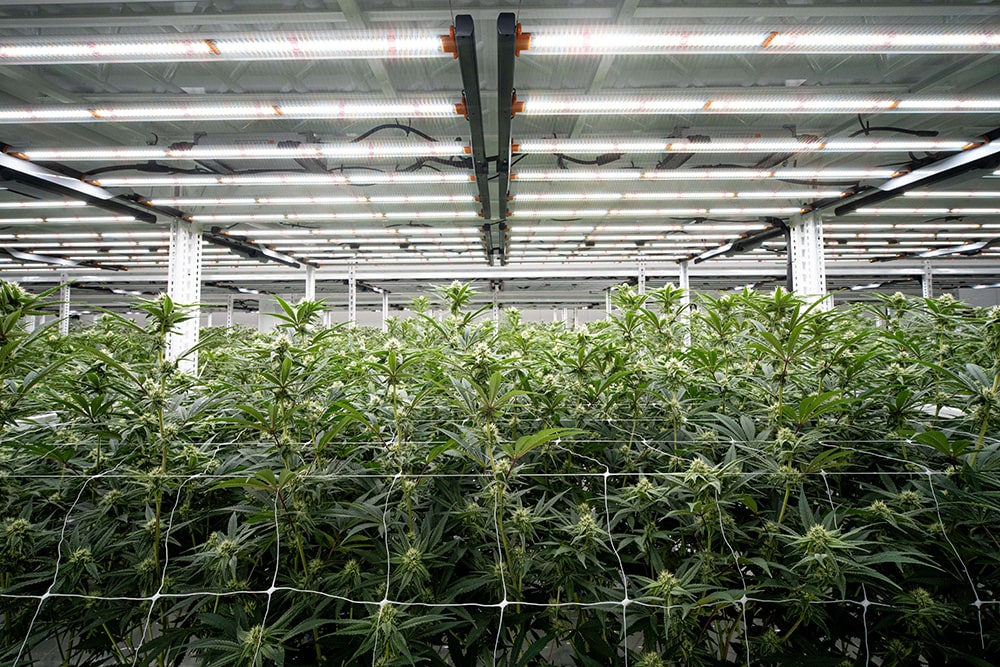 Fluence LED grow lights illuminating rows of cannabis plants in an indoor cultivation facility, optimized for enhanced crop production with supportive netting.