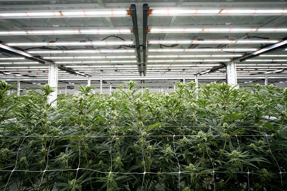 Las plantas de cannabis prosperan bajo luces de cultivo LED en una instalación de cultivo comercial.